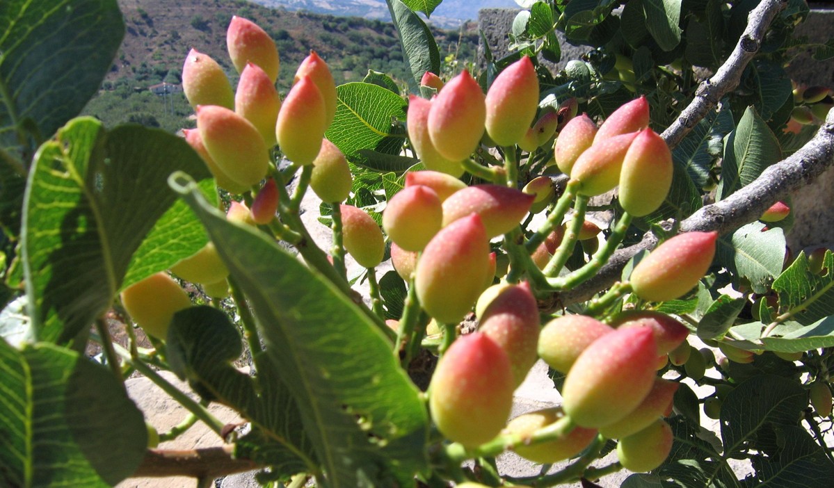 L'oro verde di Sicilia...Dal New York Times al Blog Autore Chocolate!